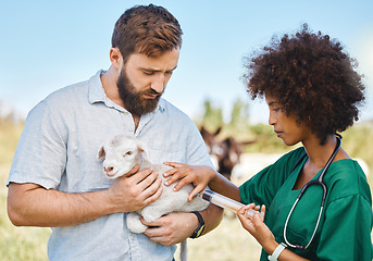 Image showing Farm, veterinary and woman giving a injection to a sheep in a livestock field in the sustainable countryside. Agriculture, sustainability and female vet doctor consulting or checkup on animal lamb.