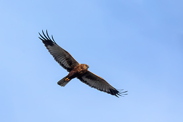 Image showing Marsh Harrier, Birds of prey, Europe Wildlife