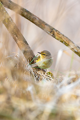 Image showing small song bird Willow Warbler, Europe wildlife