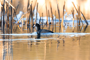 Image showing Bird Eurasian coot Fulica atra hiding in reeds