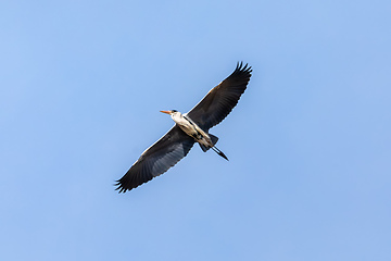 Image showing grey Heron or Ardea cinerea