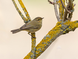 Image showing small song bird Willow Warbler, Europe wildlife