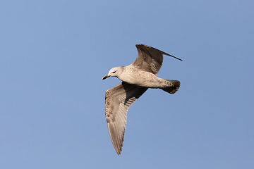 Image showing adult bird Glaucous Gull flying in clear sky