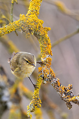 Image showing small song bird Willow Warbler, Europe wildlife