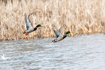 Image showing Female and male of Mallard Duck Flying