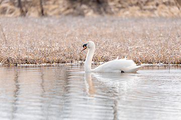 Image showing Wild bird mute swan in winter on pond