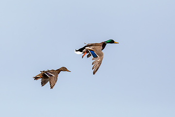 Image showing Female and male of Mallard Duck Flying