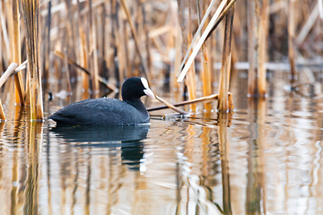 Image showing Bird Eurasian coot Fulica atra hiding in reeds