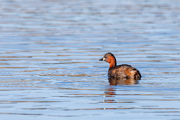 Image showing water bird Little Grebe, Tachybaptus ruficollis