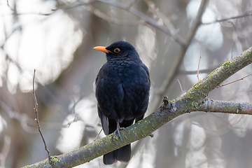 Image showing male of Common blackbird in nature