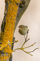 Image showing small song bird Willow Warbler, Europe wildlife