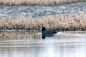 Image showing Bird Eurasian coot Fulica atra hiding in reeds