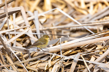 Image showing small song bird Willow Warbler, Europe wildlife