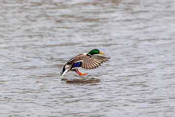 Image showing male of Mallard Duck Flying over pond