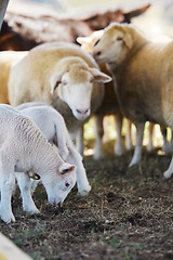 Image showing Sheep, farm animals and no people on a countryside field for agriculture business on grass. Sustainability, ecology and livestock production of animal group in nature on the ground soil for farming