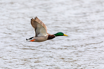 Image showing male of Mallard Duck Flying over pond