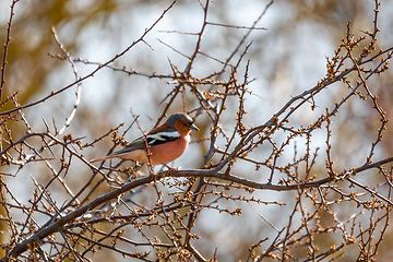 Image showing small beautiful bird, common chaffinch