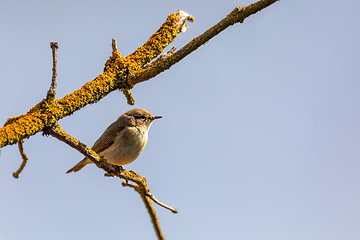 Image showing small song bird Willow Warbler, Europe wildlife