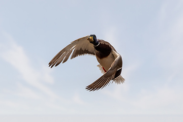 Image showing male of Mallard Duck Flying over pond