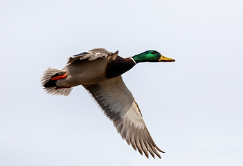 Image showing male of Mallard Duck Flying over pond