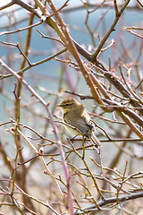 Image showing small song bird Willow Warbler, Europe wildlife