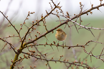 Image showing small song bird Willow Warbler, Europe wildlife