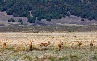 Image showing antelope Bohor reedbuck, Bale mountain, Ethiopia