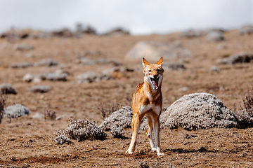 Image showing hunting ethiopian wolf, Canis simensis, Ethiopia