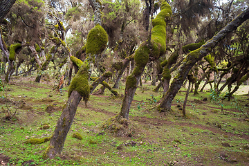 Image showing Harenna Forest biotope in Bale Mountains, Ethiopia