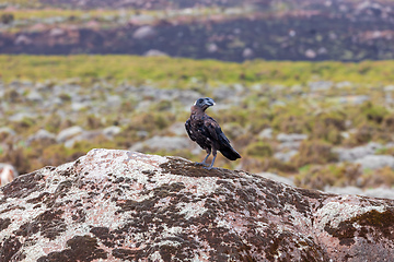 Image showing bird Thick-billed raven, Ethiopia wildlife