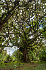 Image showing Harenna Forest biotope in Bale Mountains, Ethiopia