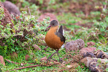 Image showing bird Rouget\'s Rail, Bale Mountain Ethiopia