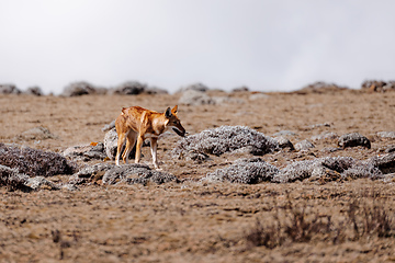 Image showing hunting ethiopian wolf, Canis simensis, Ethiopia