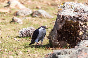 Image showing Augur Buzzard, Buteo augur, Bale National Park, Ethiopia, Africa wildlife