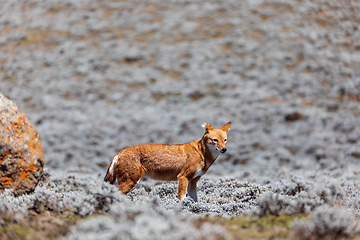 Image showing hunting ethiopian wolf, Canis simensis, Ethiopia