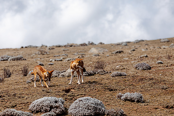 Image showing hunting ethiopian wolf, Canis simensis, Ethiopia