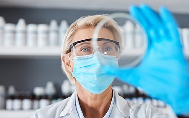 Image showing Scientist with petri dish in hand and science study in lab, medical research and senior woman in face mask. Scientific innovation, expert doctor in biotechnology or pharmacy with analysis of sample