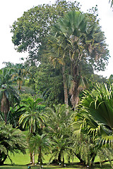 Image showing Botanical garden in Singapore