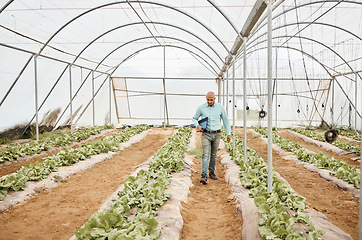 Image showing Man, clipboard or walking in farming check, greenhouse analytics or lettuce growth research in crop compliance. Agriculture, countryside or garden field in inspection farmer or nature food innovation