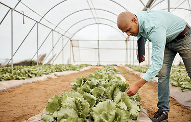 Image showing Farmer, clipboard and checking farming vegetables in greenhouse analytics, lettuce growth research or crop compliance. Agriculture, countryside and garden field for inspection man in food innovation