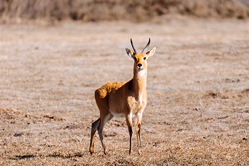Image showing antelope Bohor reedbuck, Bale mountain, Ethiopia