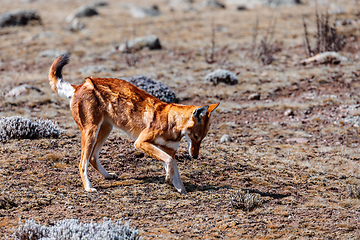 Image showing hunting ethiopian wolf, Canis simensis, Ethiopia