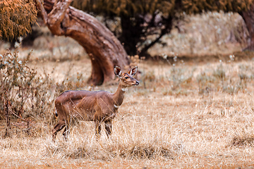 Image showing Mountain nyala, Ethiopia, Africa wildlife