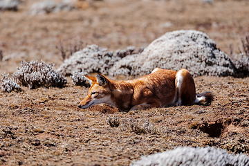 Image showing hunting ethiopian wolf, Canis simensis, Ethiopia