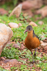 Image showing bird Rouget\'s Rail, Bale Mountain Ethiopia