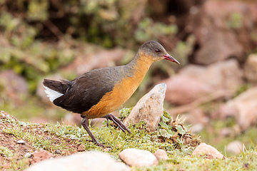 Image showing bird Rouget\'s Rail, Bale Mountain Ethiopia