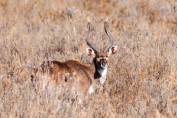 Image showing Mountain nyala, Ethiopia, Africa wildlife