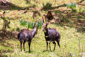 Image showing Fighting two male Menelik Bushbuck Bale Mountain, Ethiopia