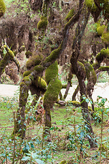 Image showing Harenna Forest biotope in Bale Mountains, Ethiopia