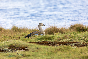 Image showing Blue-winged Goose , Bale Mountain, Ethiopia wildlife